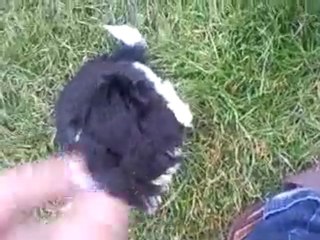 Chiots Shih-tzu En Vadrouille!!