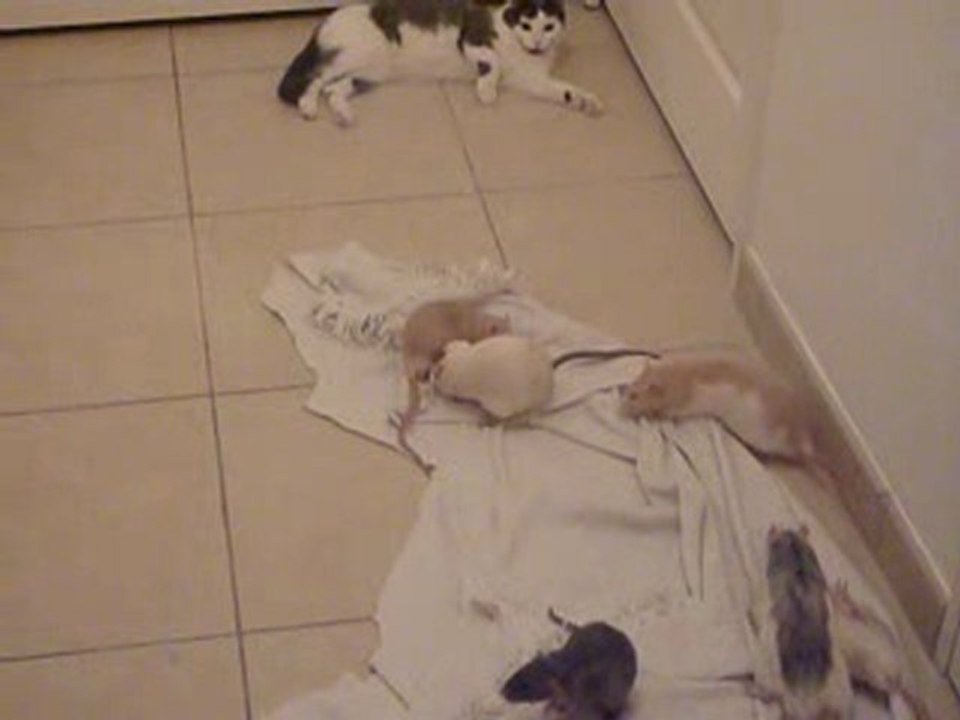 chat et rats