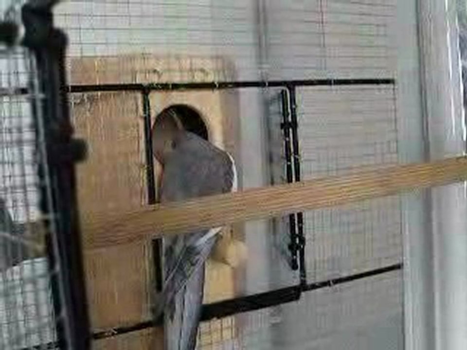 Willow dans le nid, Coco vient voir