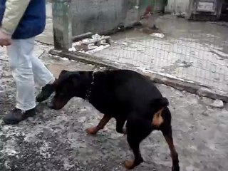vidéo dobermann
