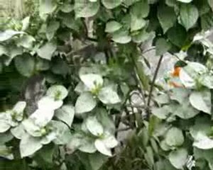 volcan, soufrière hills