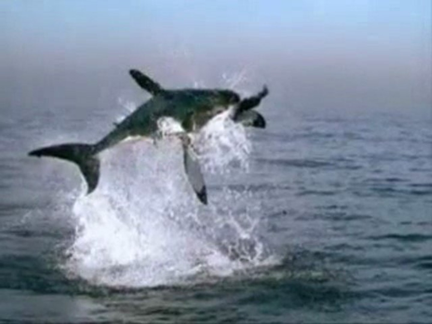 Ucan Kopekbaligi Dailymotion Video