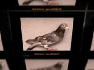 Pigeon Pals Racing Club Daily Results 209