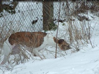 Les whippets et la neige