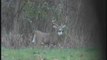 Deer Hunting with Decoy, Big Buck