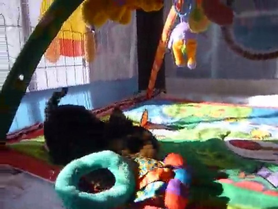 2010 15 fev chiots api ELYSEE