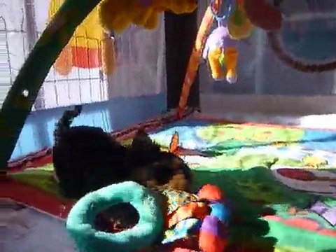 2010 15 fev chiots api ELYSEE