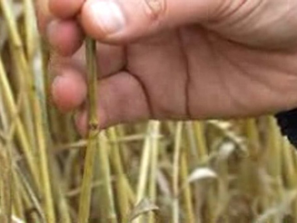 Die neue Feldordnung