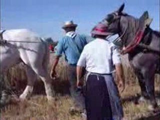 Montaillé_javeleuse_chevaux