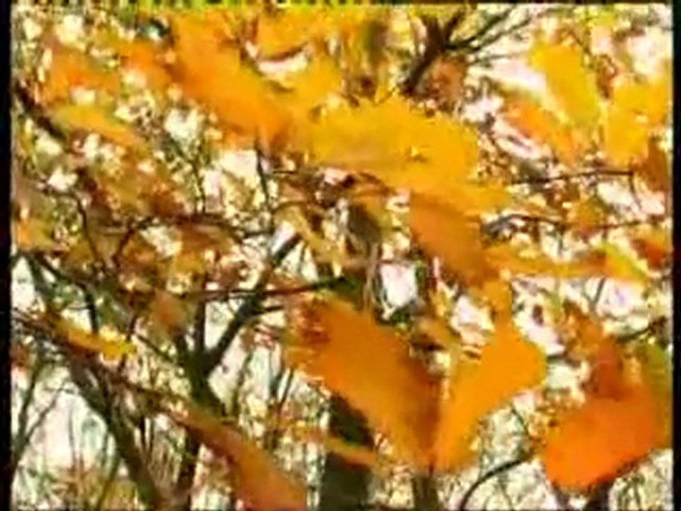 Caça à Galinhola na Turquia   parte 4