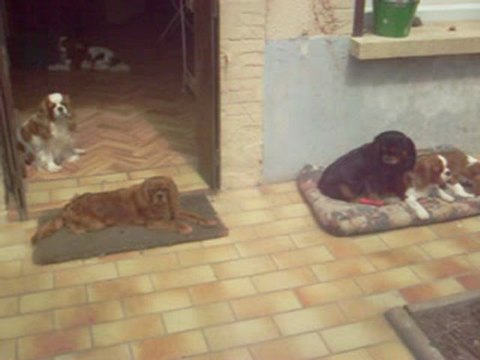 Cavalier King Charles de l'élevage Sévijean's (été 2009)
