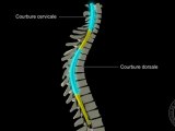 Anatomie du système nerveux : La moelle épinière.