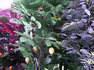 YAPMA MANDALİNA VE LİMON AĞACI