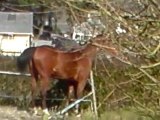 cheval centre equestre vieux bourg