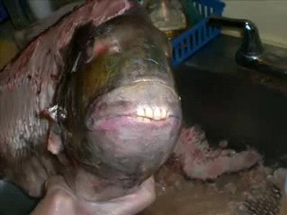 poisson a dents d'humain