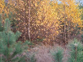 Herbst 2009 im Exotik-Kunst-Garten; Lychen