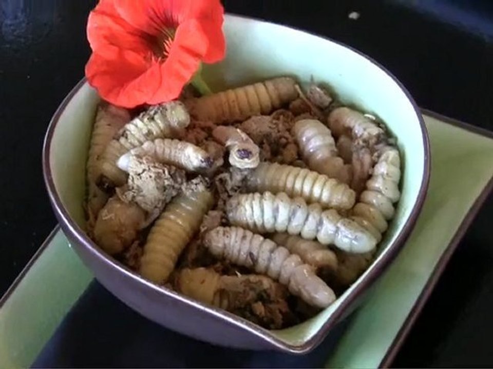 Eating GRUBS at the Wild Foods Festival