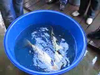 geniet van mooie koi