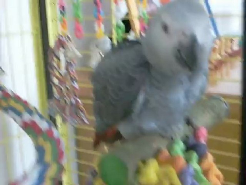 Mon perroquet Chipito