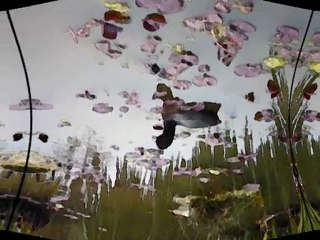 couleurs cérébrales