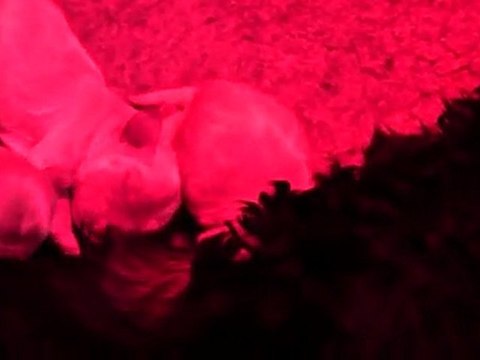 chiot elric vulka 1602