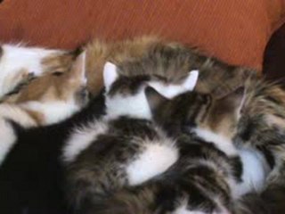 Les chatons à l 'heure de la tété
