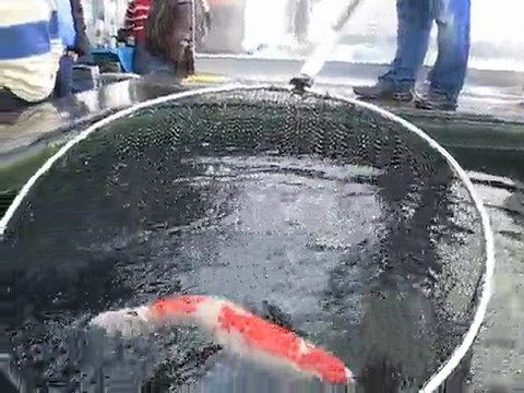 het ghiem van mooie kuhako del 1