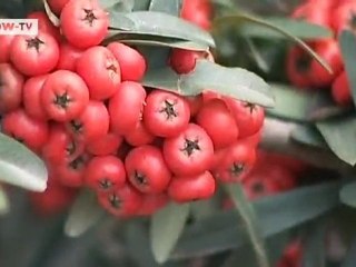 Social Entrepreneur - Nihat Gökyigit | Global 3000