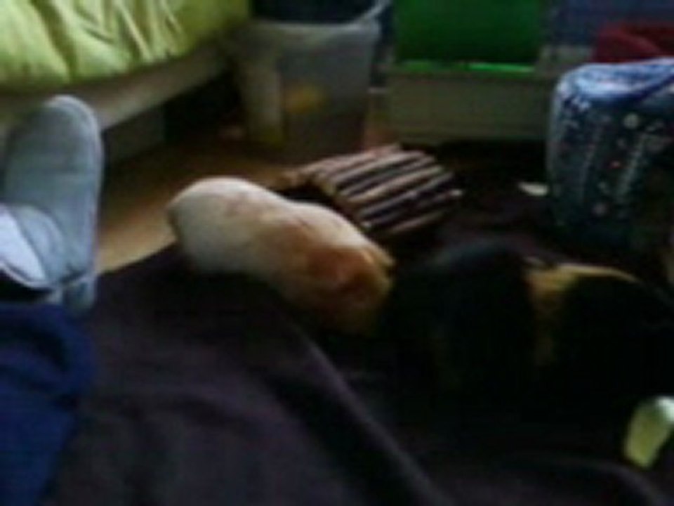 Pico et Pims en sortis !