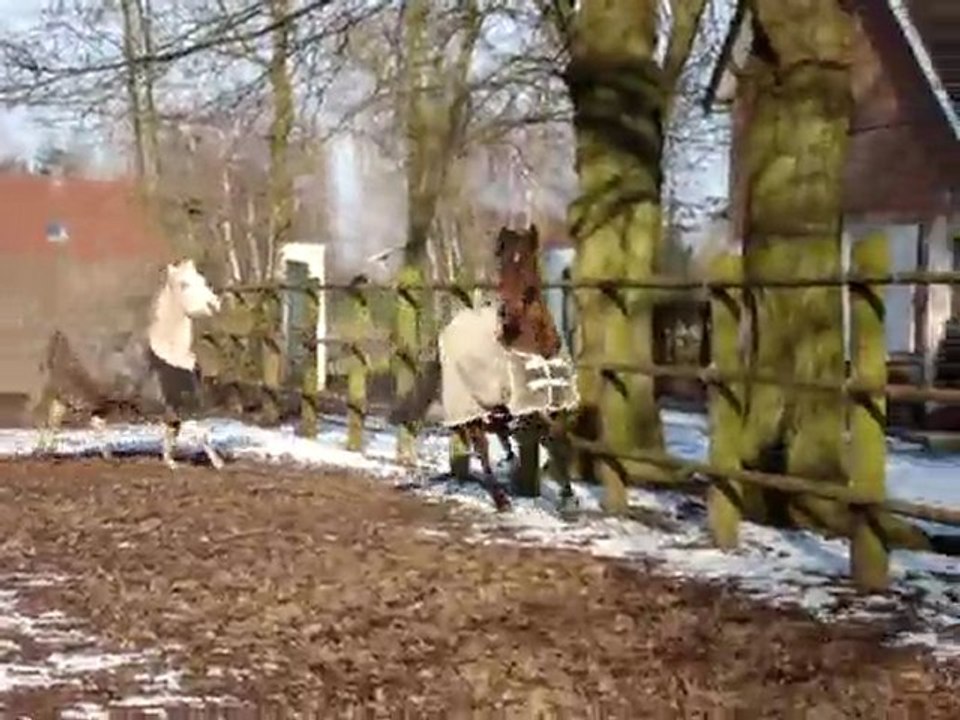 Heïdi & Richesse au Haras 2