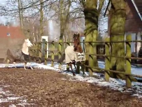 Heïdi & Richesse au Haras 2