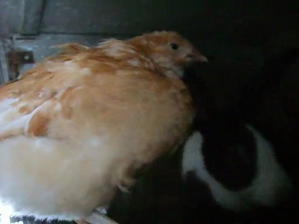 Piou-Piou et Lila =)