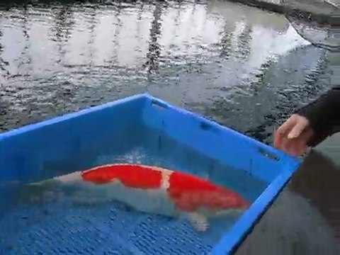 het ghiem van mooie kuhako del 3