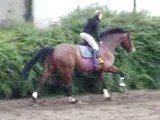 wes mars 2009 galop 2 (6 mois de travail)