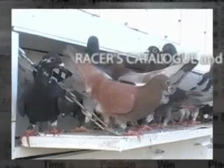 Pigeon Pals Racing Club Daily Results 210