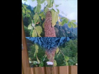 ç.hemşin manzaraları-feluka-www.kavrun.tr.gg