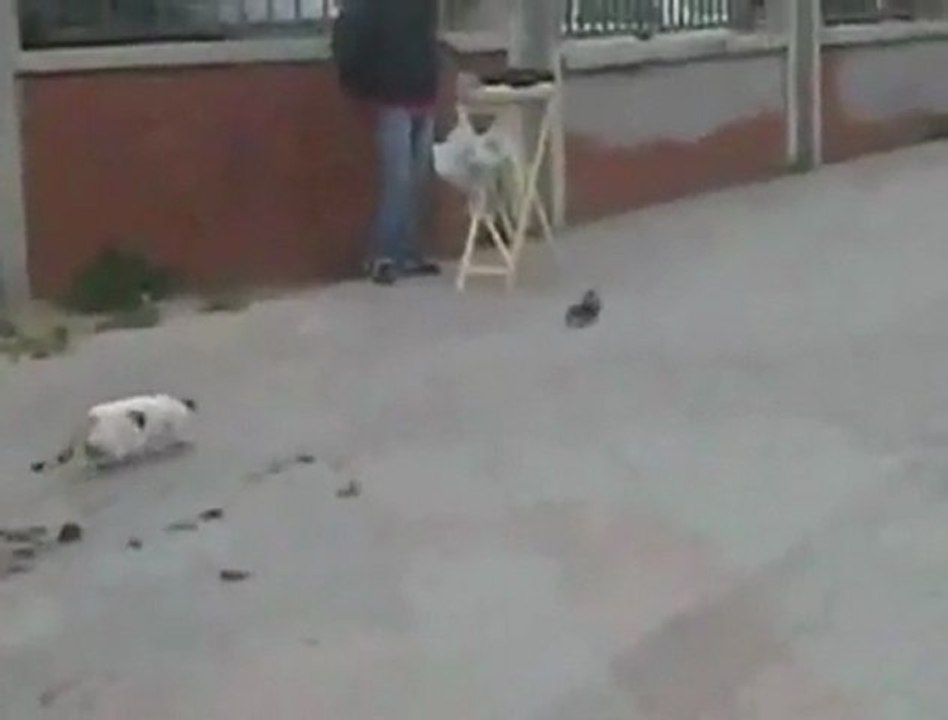 Kedinin Yikildigi An