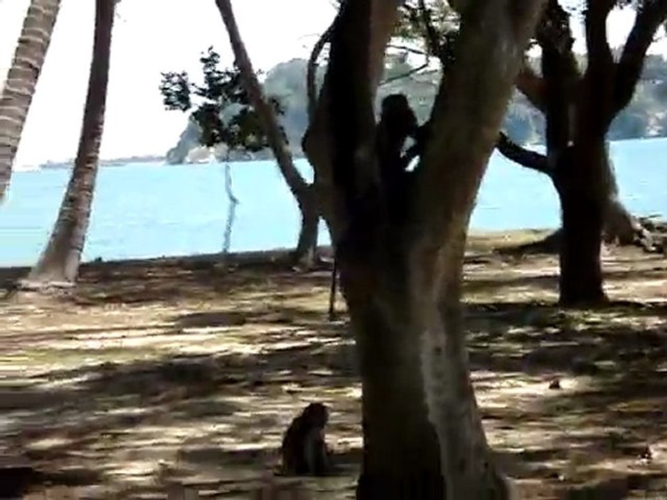 Les macaques bis !