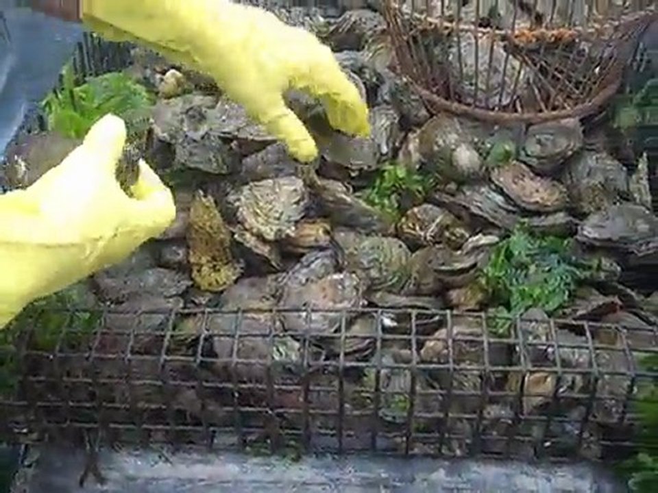 Oyster Farm in Wellfleet, MA 2009