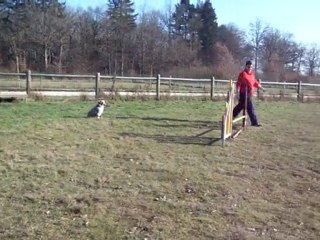 dove entrainemet agility 4