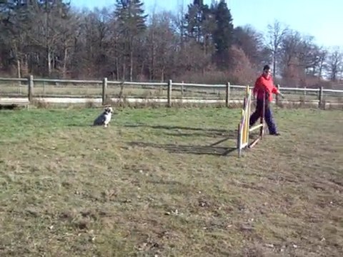 dove entrainemet agility 4