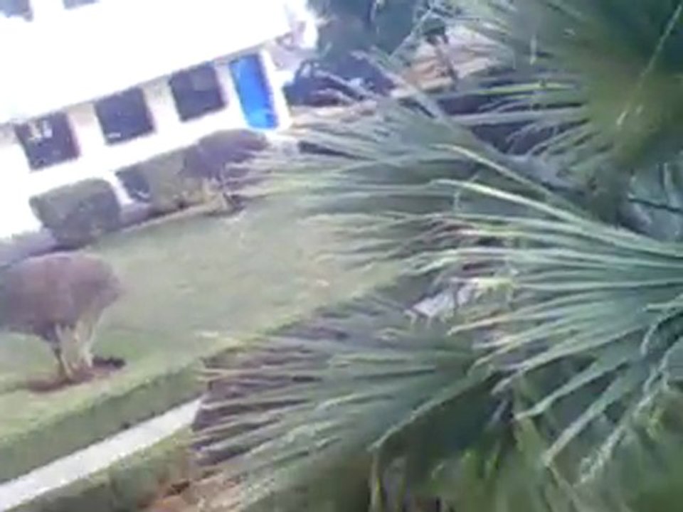 Vid0003