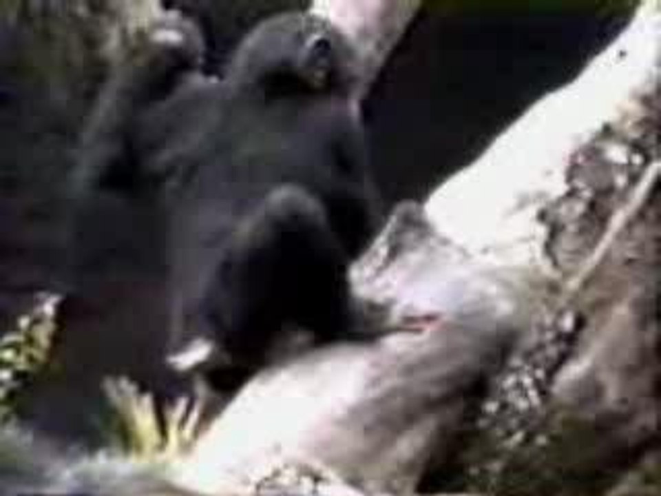 singe