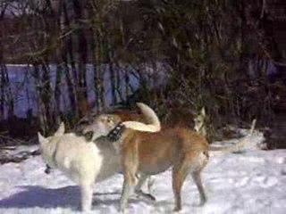 une belle journée avec nos loulous