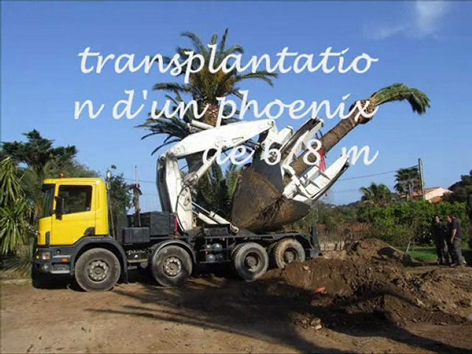 Transplantation d'arbre