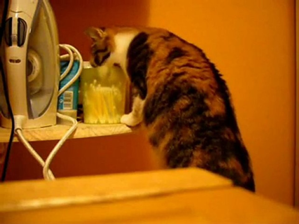 Chat clepto