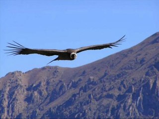 LE VOL DU CONDOR BRUNO VINCENT DAILYMOTION
