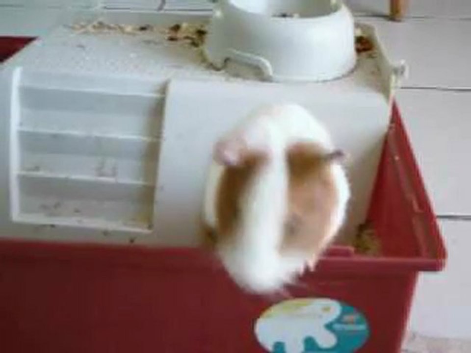 casper mon cochon dinde