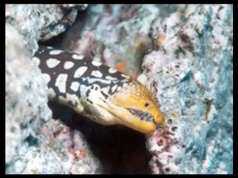 Kalypso Cretan Village Resort & Spa-Diving Center