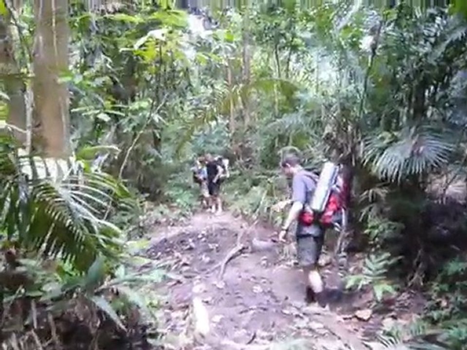 Jungle trek in Taman Negara, Malaysia